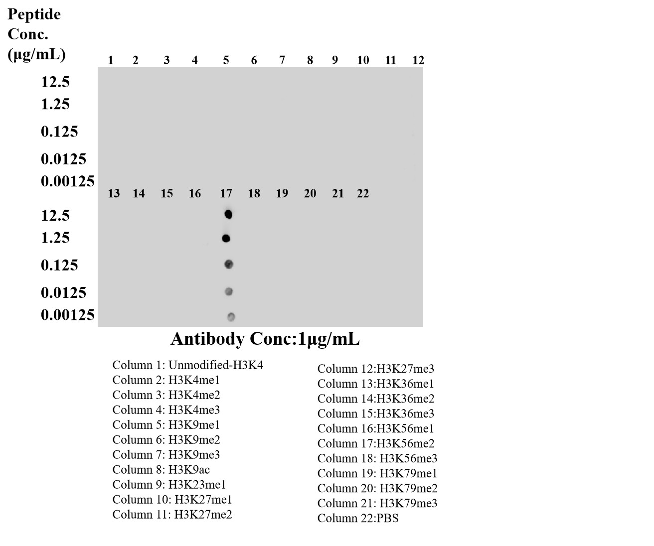 Dot Blot experiment using 82828-12-RR